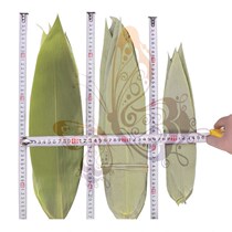 Leaf leaf leaf blade leaf leaf leaf leaf leaf old leaf leaf leaf leaf leaf leaf leaf