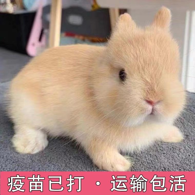 可爱宠物小白兔宠物兔茶杯兔🐾迷你兔养成记👶-宠物-淘宝好物网