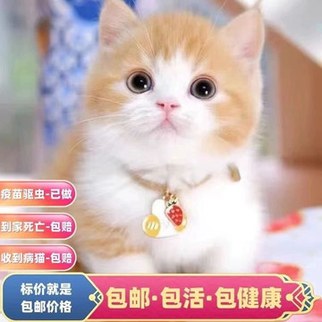 花猫 中华田园三花猫-中华田园三花猫促销价格、中华田园三花猫品牌- 淘宝