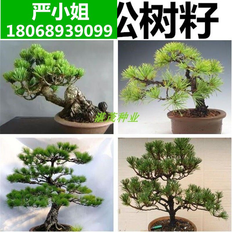 那须五针松-那须五针松促销价格、那须五针松品牌- 淘宝