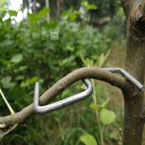 Fruit tree pull branch pull technology Pull branch artifact styling device Household apple pear tree garden tools multi-functional adjustable