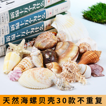 Natural shell conch 30 kinds of non-repetitive fish tank aquarium platform landscaping childrens cognitive small gift collection