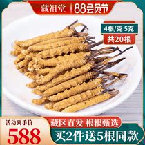 Naqu Fresh Cordyceps Sinensis 4 grams 5 grams 20 Tibetan natural first stage dried Cordyceps Gift Box