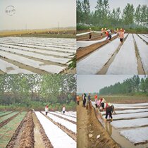 Breathable simple planting fabric maintenance covering thick seedling cloth rice spot paper compartment seedling non-woven fabric