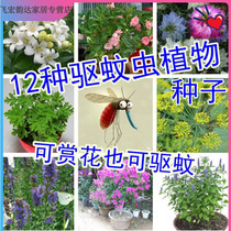 Mosquito repellent grass seeds pyrethrum set wormwood flowers flowers and plants Four Seasons plant courtyard indoor and outdoor mosquito control grass