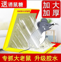 Powerful Sticky Rat plate Ghostbusters Big Mouse Stained With the Mouse Cage Trapeger Trap Gods Home One Wo End