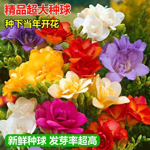 Импортированные Xiangxuellan размножающие шарики, тяжелые лепестки, маленькие цветущие канглана, хорошее кормление, цветочные цветы, семена растений