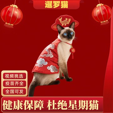 【广东猫舍】纯种暹罗猫活体星罗猫泰国猫星逻猫宠物猫咪暹罗幼猫