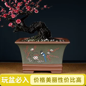 大型梅花盆景盆-大型梅花盆景盆促销价格、大型梅花盆景盆品牌- 淘宝