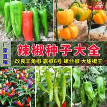 Pete seed precocious pepper seed millet pepper seed pepper seed pepper seed high yield high pepper seed