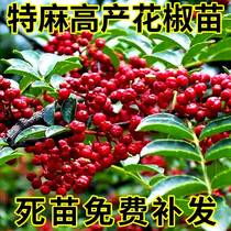 Big red robe pepper tree eats potted planted in north-south planted plant pepper seedlings Sichuan pepper seedlings