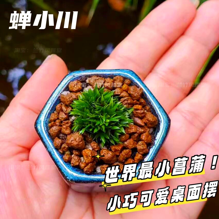 菖蒲盆景文人款-菖蒲盆景文人款促销价格、菖蒲盆景文人款品牌- 淘宝
