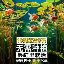  Water Fairy Flower Basin Glass Transparent Hydroponic Vases Bronze Money Grass Bowl Lotus Flower Fish Tank Round Gold Fish Tank