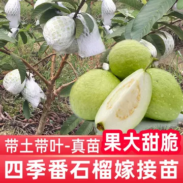 番石榴树果苗-番石榴树果苗促销价格、番石榴树果苗品牌- 淘宝