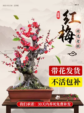 红梅盆栽-红梅盆栽促销价格、红梅盆栽品牌- 淘宝