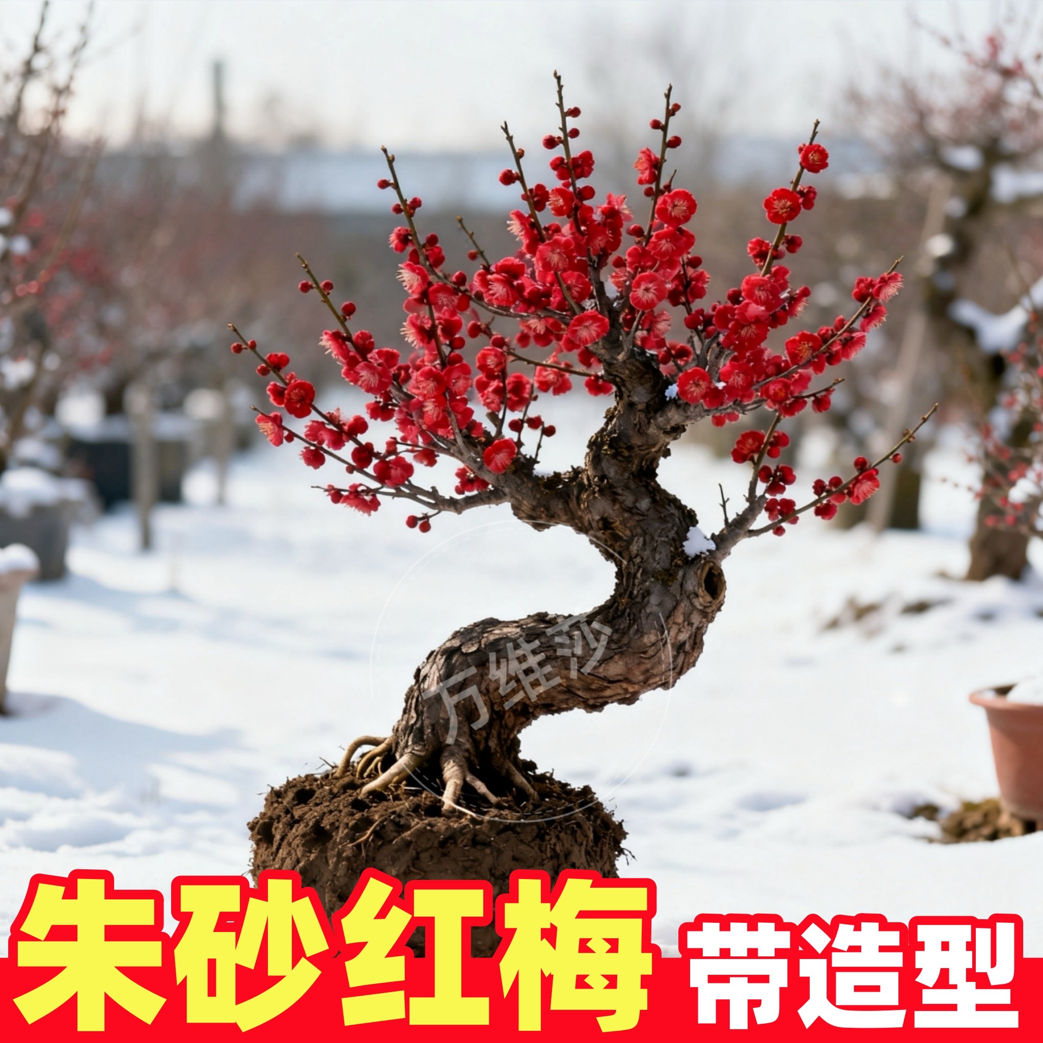 梅花盆栽红梅花-梅花盆栽红梅花促销价格、梅花盆栽红梅花品牌- 淘宝