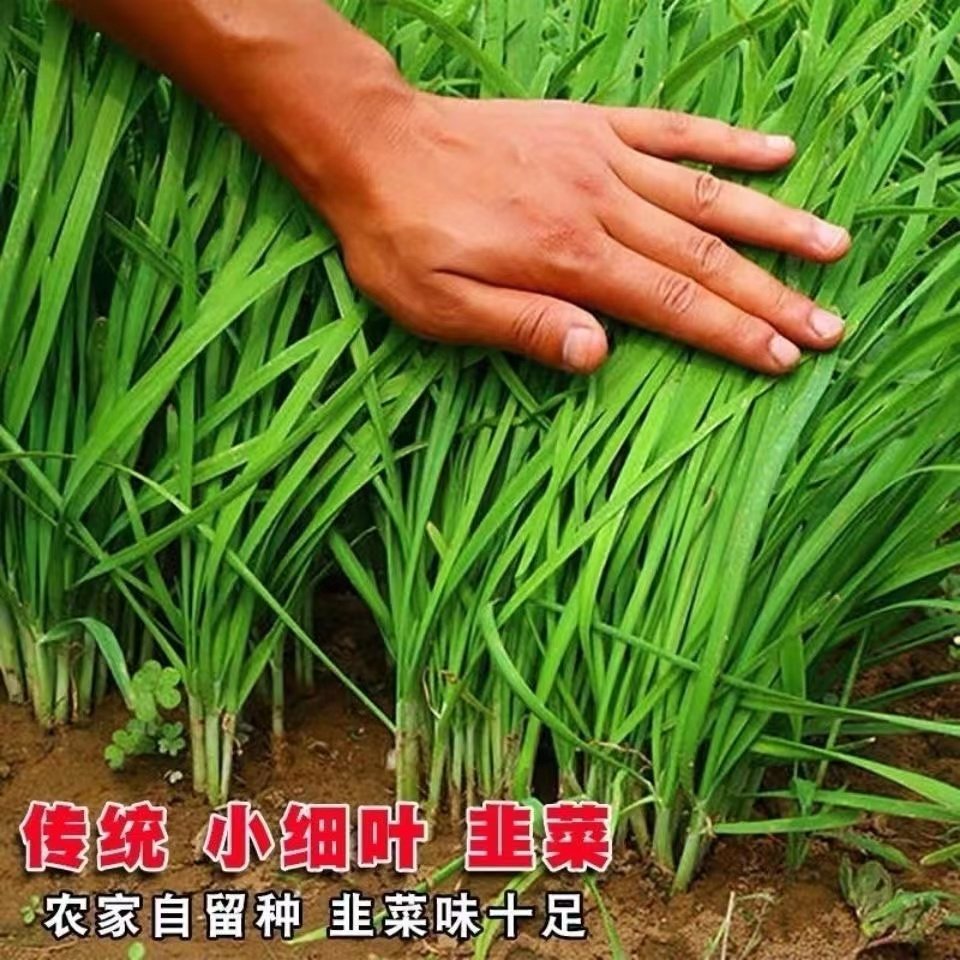 韭菜子籽-韭菜子籽促销价格、韭菜子籽品牌- 淘宝