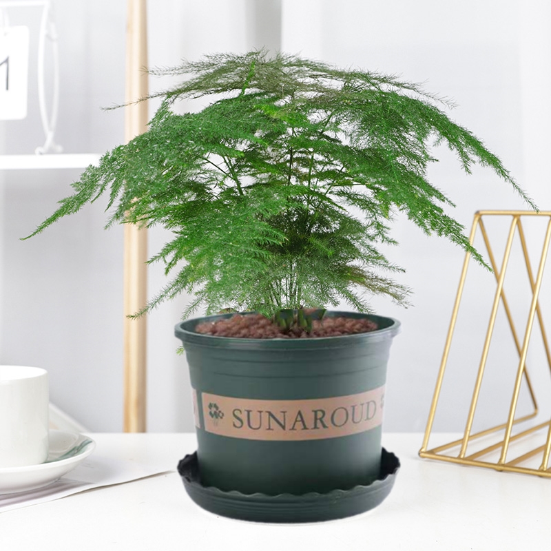 緑の植物の鉢植えの大きなアスパラガスの竹をオフィスのリビングルームに置いて、空気を浄化する花、生きやすい植物盆栽、植物の花の成長に適しています