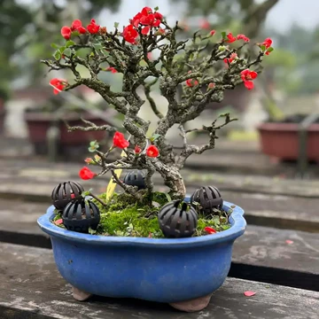 亦盆栽」長寿梅 紅花 小品盆栽