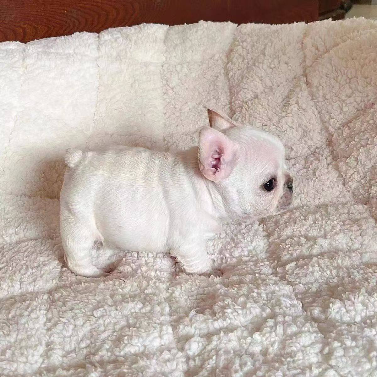 English Bulldog 英国斗牛犬Self-Home Breed 自家繁殖F ♀ Dob: 10/11/2024 Vaccine and  Deworm done ✓ Healthy Guarantee Available 🔥 Virus Test Provided 🔥 ⭐ 🚗  Available ⭐ 📱Provided ⭐ 🏠 Visit, image size:1200x1200