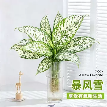 薄雪万年青-薄雪万年青促销价格、薄雪万年青品牌- 淘宝