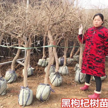 红枸杞树苗南方北方四季种植阳盆栽黑枸杞大枸杞苗老树桩当年结果