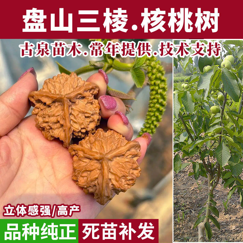 正奔三棱文玩核桃-正奔三棱文玩核桃促销价格、正奔三棱文玩核桃品牌- 淘宝