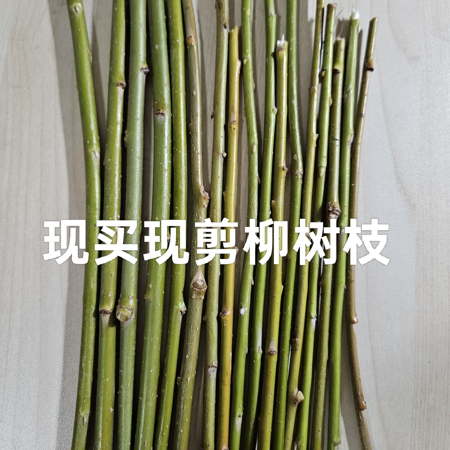 雪柳树-雪柳树促销价格、雪柳树品牌- 淘宝