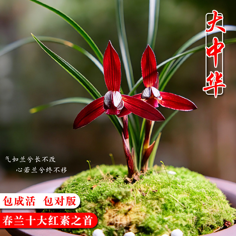 醉红素兰花-醉红素兰花促销价格、醉红素兰花品牌- 淘宝