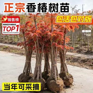 红油香椿苗-红油香椿苗促销价格、红油香椿苗品牌- 淘宝