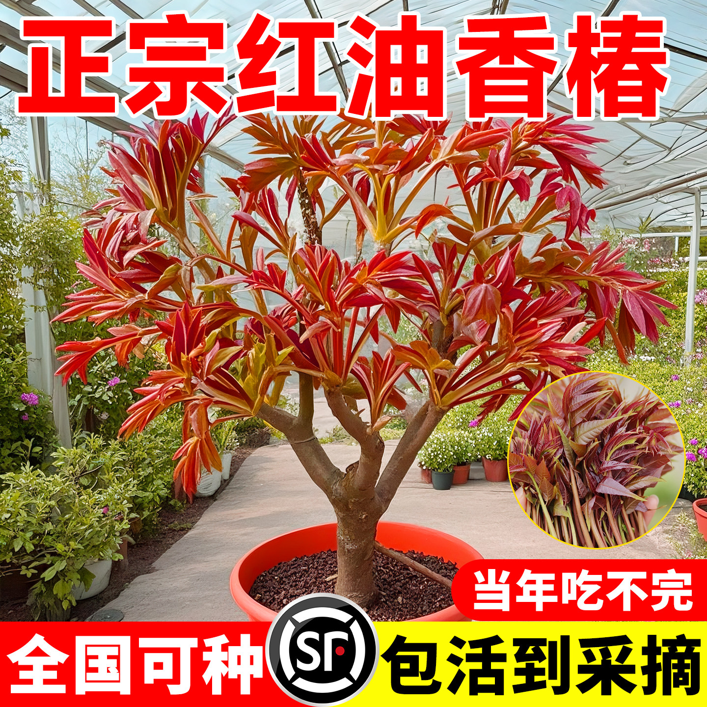 红油香椿苗-红油香椿苗促销价格、红油香椿苗品牌- 淘宝