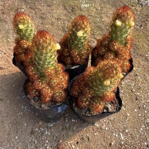 金手指仙人指多肉植物办公室内肉肉桌面绿植花卉盆栽