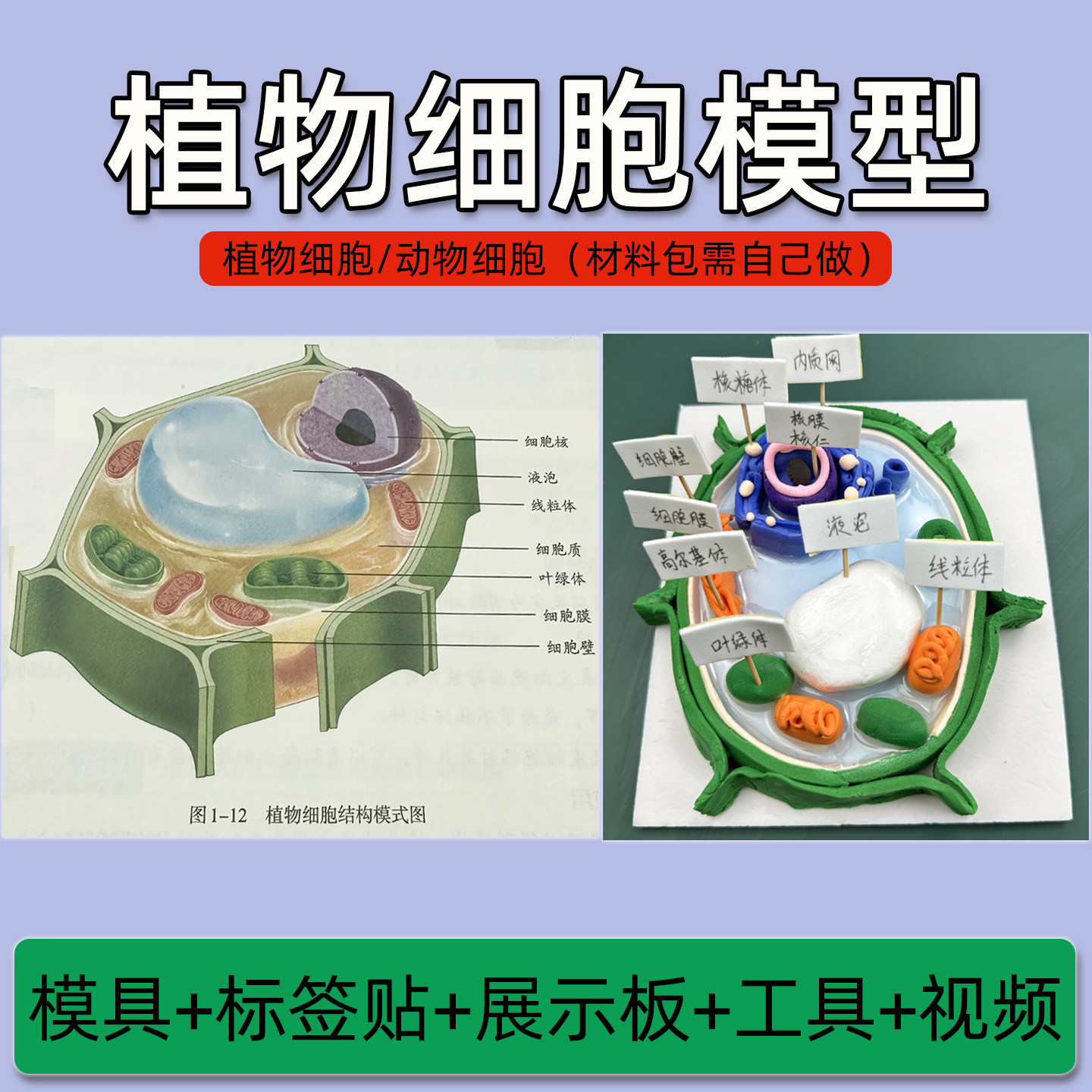 动植物细胞模型-动植物细胞模型促销价格、动植物细胞模型品牌- 淘宝, image size:1440x1440