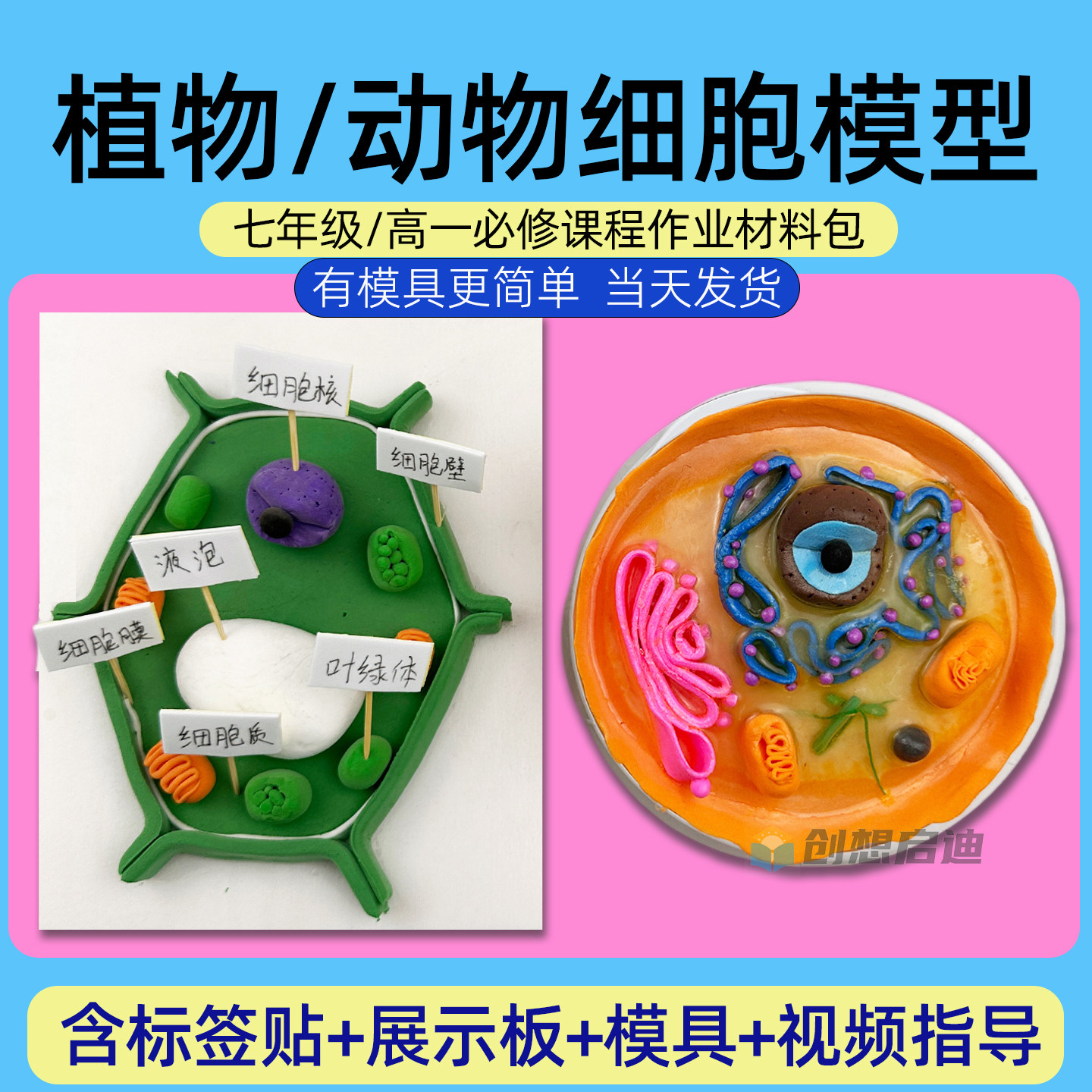 动植物细胞模型, image size:1440x1440