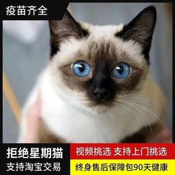 暹罗猫活体星罗猫逻辑猫泰国猫星逻猫小猫活物宠物猫咪幼崽