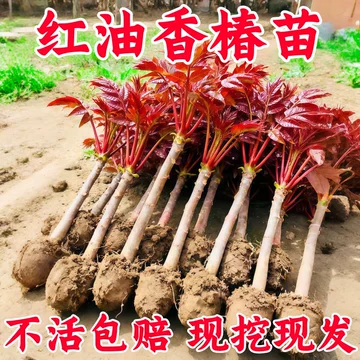 红油香椿苗-红油香椿苗促销价格、红油香椿苗品牌- 淘宝