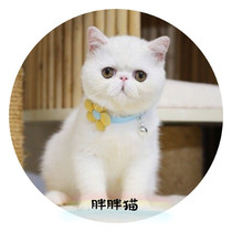 (Fat Cat) pet Bell cat bell dog collar cute flower necklace jewelry pet collar Bell