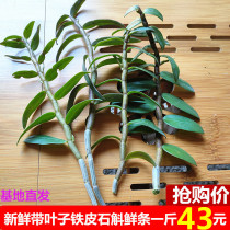 Now cut leaves fresh Dendrobium officinale fresh strips a catty 500g three years nourishing Huoshan Maple Dou imitation field planting