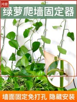 Green Ole Climbing Wall Climbs To Fixed Theorist Green Plant Without Mark Climbing Clips Bifacial Patch Powerful Auxiliary Stick Wall