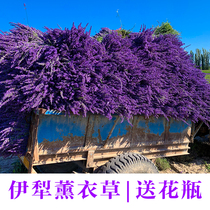 Xinjiang Yili natural lavender dry flower bouquet decorative flower home decoration mosquito repellent help sleep nationwide