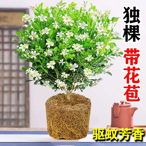 Джиули Сянпот посадка с попянцами с цветами четыре сезона цветы в помещении и наружном корм