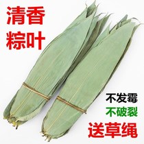Zong leaves free mail fresh dry large zongcotyledon leaves bamboo leaves wrapped in zongzi leaves Brown leaves bamboo non Reed leaves