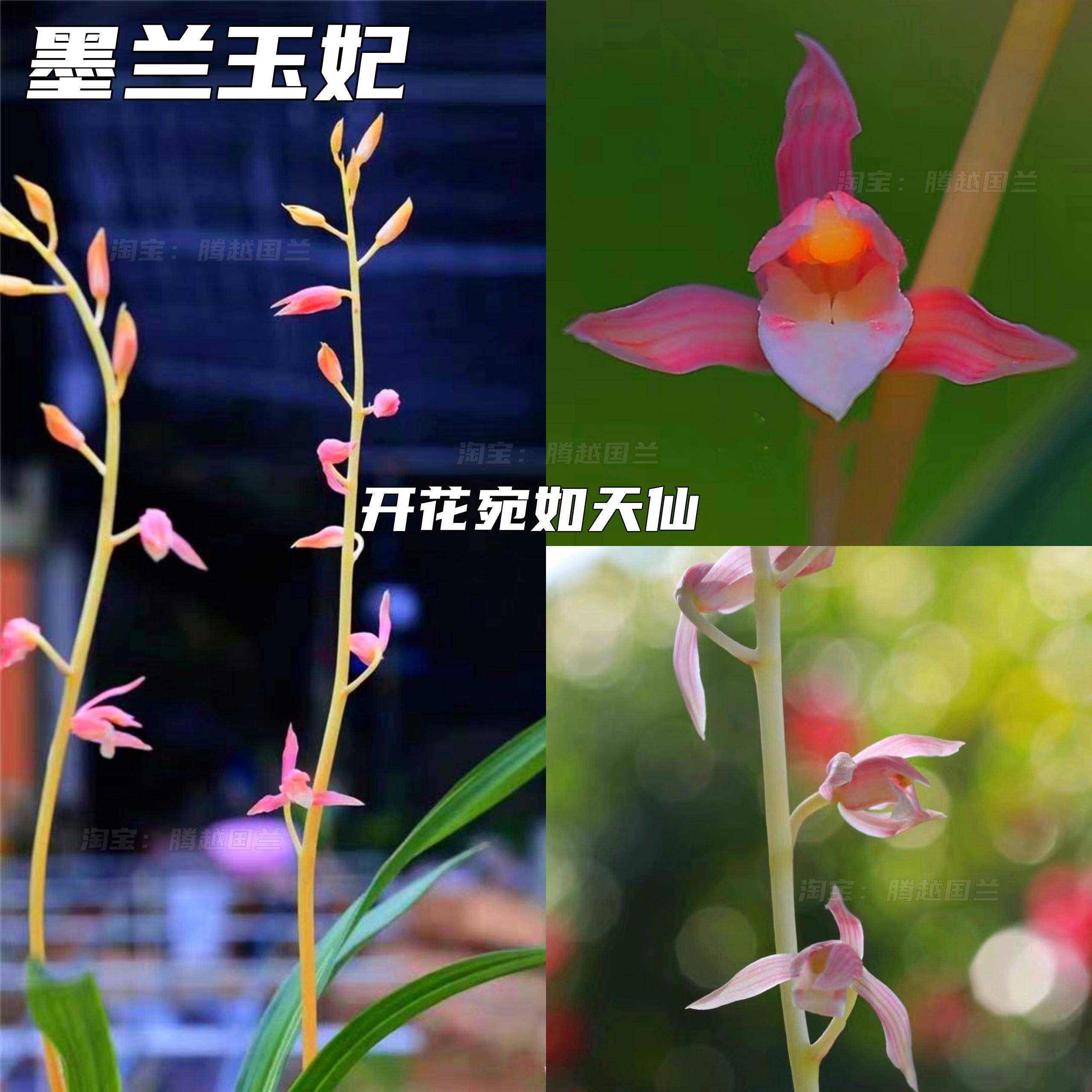 墨兰玉妃-墨兰玉妃促销价格、墨兰玉妃品牌- 淘宝