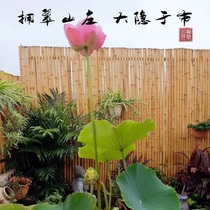 Bamboo Fence Embalming Bamboo Balcony Fence Flower Altar Fencing Japan-style Courtyard Outdoor Partition Folk and Decorative Bamboo Poles