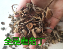 Inner Mongolia Hazel Mushroom Meat Thick Delicious 500g Jin Home Drying in Autumn 2021 New Goods Down Mountain