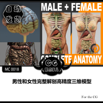 MC0018 complete unplanation of high-precision three-dimensional models for men and women