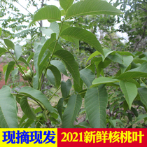 Sichuan specialty Fresh wild walnut leaves Freshly picked leaves Green walnut leaves Pecan 500g