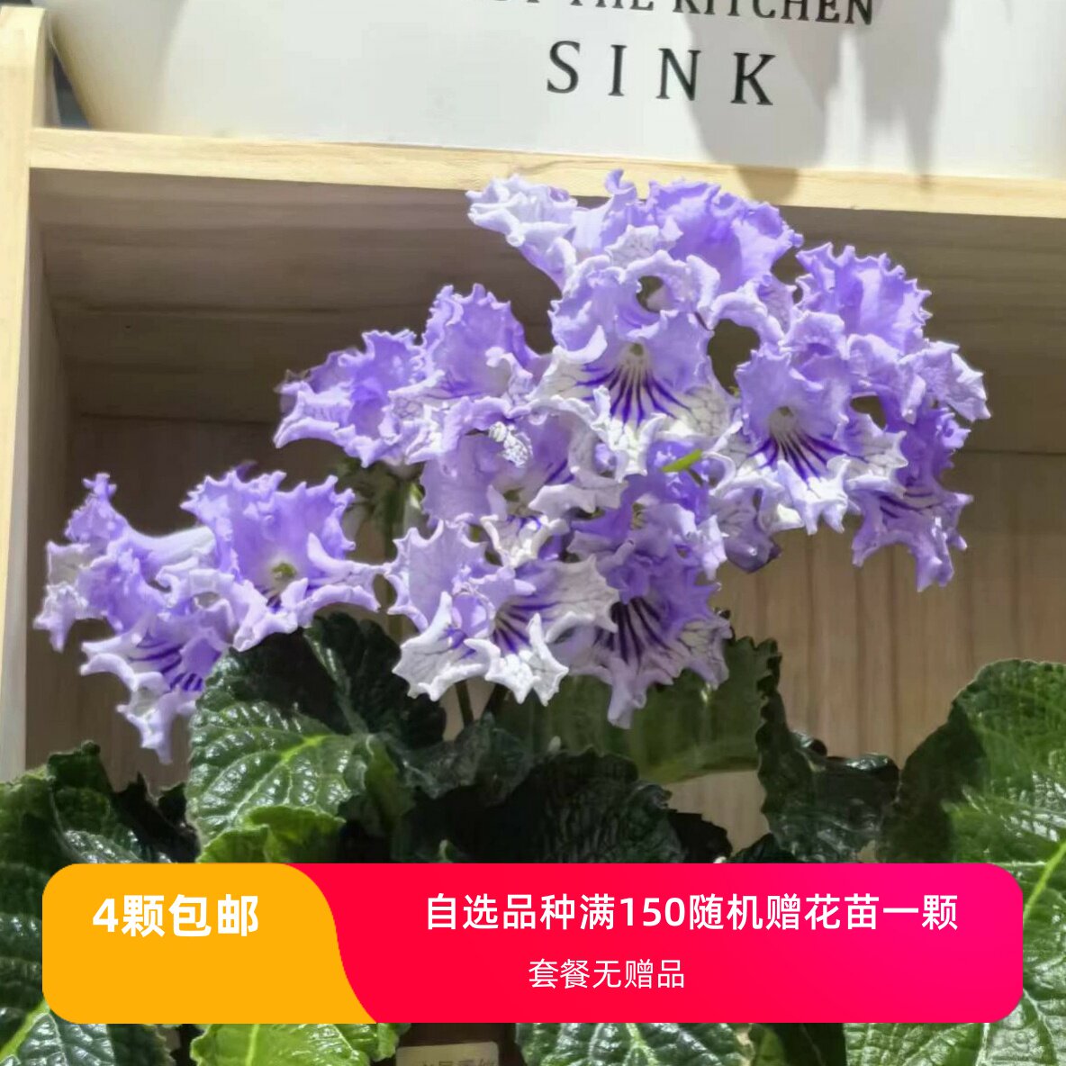 水晶兰-水晶兰促销价格、水晶兰品牌- 淘宝