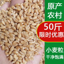 Wheat grain farm wheat grain with skin chicken and duck bird food pigeon feed 50kg edible fishing bait sprout sugar juice grinding powder