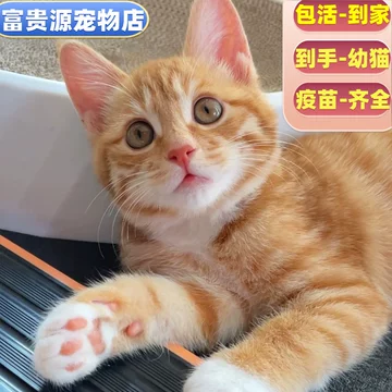 花猫 中华狸花猫– търсене / X